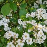 Crataegus monogyna flower picture by Guy Pourchet (cc-by-sa)