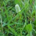 Phalaris canariensis leaf picture by Shea EmerD (cc-by-sa)