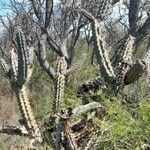 Cereus aethiops habit picture by Trap Hers (cc-by-sa)