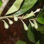 Quararibea stenophylla fruit picture by Nelson Zamora Villalobos (cc-by-nc)