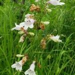 Penstemon digitalis flower picture by Paige Orna (cc-by-sa)