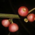 Siparuna gesnerioides fruit picture by Nelson Zamora Villalobos (cc-by-nc)