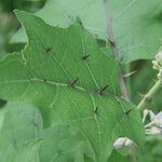 Solanum stramoniifolium leaf picture by R. Tournebize (cc-by-sa)