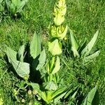 Gentiana lutea habit picture by Alain Bigou (cc-by-sa)