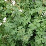 Geranium rivulare habit picture by Sylvain Piry (cc-by-sa)