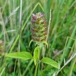 Prunella vulgaris fruit picture by Oldak (cc-by-sa)