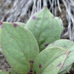 Gaultheria sclerophylla leaf picture by Fabien Anthelme (cc-by-sa)