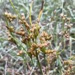 Juncus tenuis fruit picture by Eli Small (cc-by-sa)