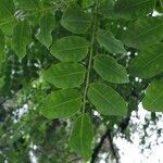 Adenanthera pavonina leaf picture by Daniel Barthelemy (cc-by-sa)