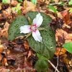 Trillium undulatum flower picture by natalie pecyna (cc-by-sa)