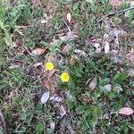 Tuberaria guttata habit picture by Patrice Nodet (cc-by-sa)