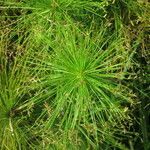 Cyperus papyrus habit picture by Daniel Barthelemy (cc-by-nc)