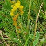 Crotalaria uguenensis habit picture by susan brown (cc-by-sa)