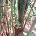 Dypsis lutescens fruit picture by David Rabehevitra (cc-by-sa)