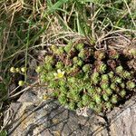 Saxifraga moschata habit picture by Fabien Anthelme (cc-by-sa)