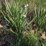 Leucojum aestivum habit picture by Denis Bastianelli (cc-by-sa)