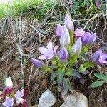 Gentianella austriaca habit picture by Michael Andresek (cc-by-sa)