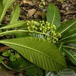 Psychotria grandis habit picture by Nelson Zamora Villalobos (cc-by-nc)