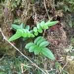 Campsidium valdivianum habit picture by Daniel Barthelemy (cc-by-nc)