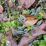 Tradescantia zebrina leaf picture by William Gustave (cc-by-sa)