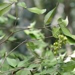 Myrcia splendens fruit picture by Nelson Zamora Villalobos (cc-by-nc)