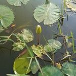 Nymphoides indica leaf picture by RIYAZ (రియాజ్) PASHA (పాషా) (cc-by-sa)