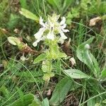 Stachys ocymastrum habit picture by Monteiro Henrique (cc-by-sa)