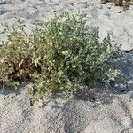 Atriplex laciniata habit picture by Yann Laurent (cc-by-sa)