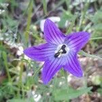 Campanula ramosissima flower picture by John Van Eijsden (cc-by-sa)