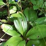 Clintonia borealis fruit picture by Kitty Mercury (cc-by-sa)