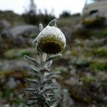 Lasiocephalus ovatus flower picture by Fabien Anthelme (cc-by-sa)