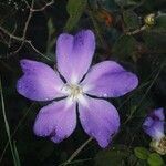 Tibouchina hatschbachii flower picture by Jesus Jéssica (cc-by-sa)