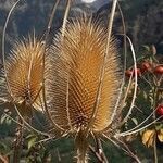 Dipsacus fullonum flower picture by jeclerencia (cc-by-sa)