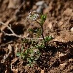 Hornungia petraea habit picture by Emmanuel Cosson (cc-by-sa)