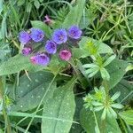 Pulmonaria saccharata flower picture by Laurence Chabalier (cc-by-sa)