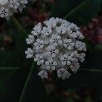 Asclepias variegata flower picture by Eli Small (cc-by-sa)