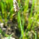 Eleocharis bonariensis flower picture by Trap Hers (cc-by-sa)