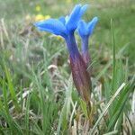 Gentiana verna habit picture by Nicolas Sadoul (cc-by-sa)