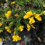 Ulex gallii habit picture by Sabina Hartmann (cc-by-sa)