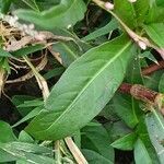 Persicaria strigosa leaf picture by susan brown (cc-by-sa)