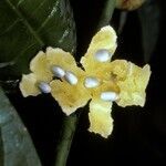 Siparuna guianensis fruit picture by Daniel Barthelemy (cc-by-nc)