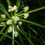 Cyperus luzulae leaf picture by Nelson Zamora Villalobos (cc-by-nc)