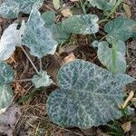 Cucurbita moschata habit picture by Raffaella D'Ambra (cc-by-sa)