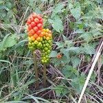 Arum italicum flower picture by Michael Worms (cc-by-sa)