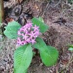 Pentas lanceolata leaf picture by ALI-BEN HAMIDOU (cc-by-sa)