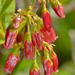 Gaylussacia baccata flower picture by norbert verneau (cc-by-sa)