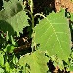 Solanum lasiocarpum leaf picture by Dieter Albrecht (cc-by-sa)