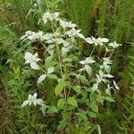 Pycnanthemum incanum habit picture by Brad Kelley (cc-by-sa)