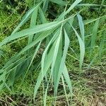 Phragmites australis leaf picture by Frank Doorme (cc-by-sa)