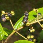 Miconia ibaguensis leaf picture by Nelson Zamora Villalobos (cc-by-nc)